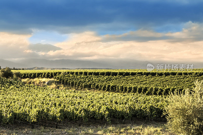 安第斯山脚下落日余晖下的葡萄园。Tupungato门多萨,阿根廷。