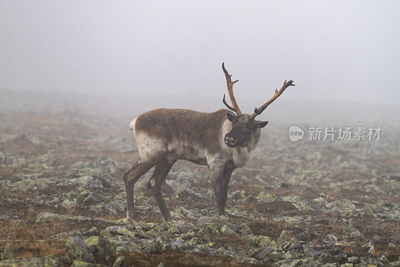 驯鹿，驯鹿，大雾中的雄性