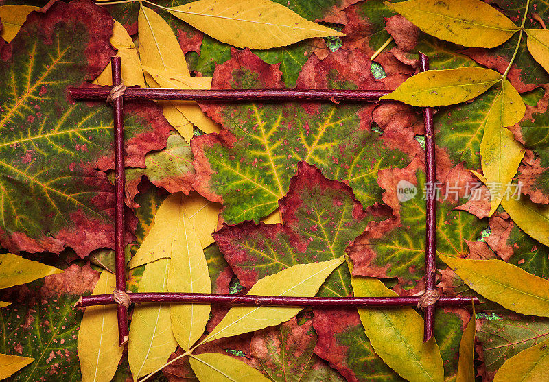 色彩斑斓的秋叶背景图案