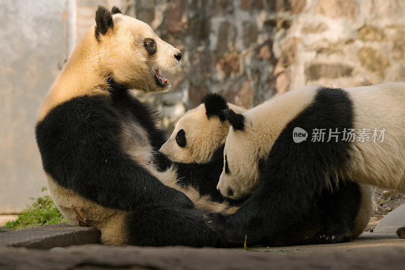 熊猫妈妈在阳光下喂两只小熊猫