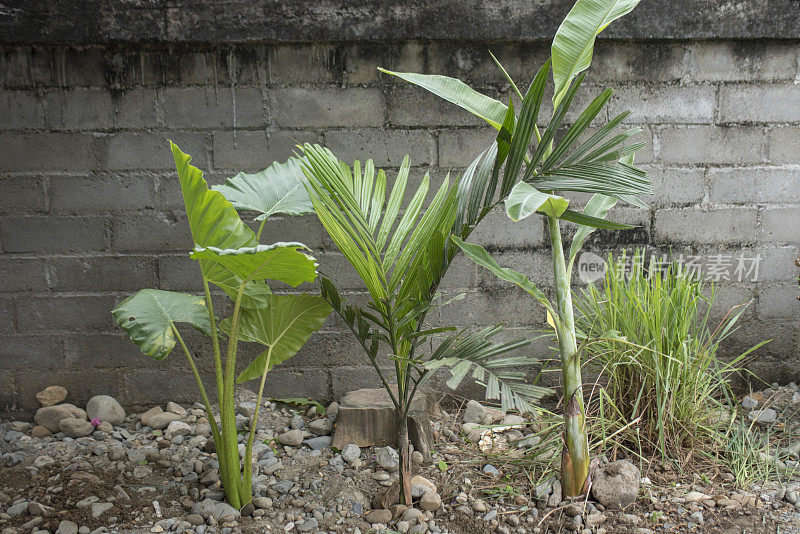芋头，槟榔和香蕉植物