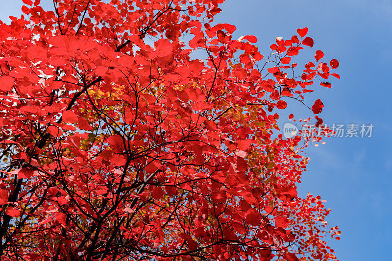 秋天的红叶和阳光