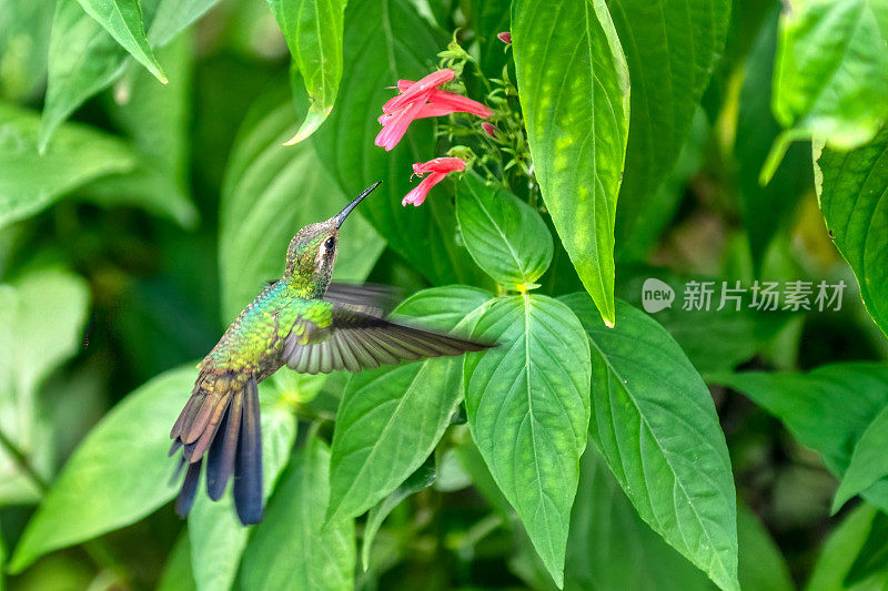 蜂鸟在飞行途中