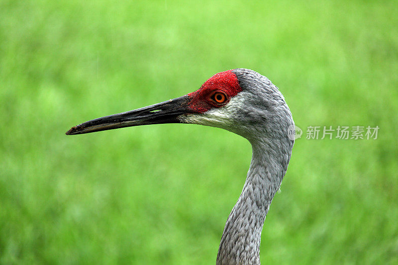 在绿色景观中近距离观赏热带水鸟沙丘鹤