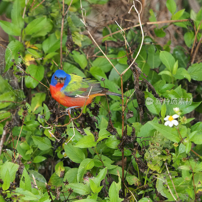 弗罗里达州，维埃拉湿地的灌木丛中画着彩绘的彩绘鸟