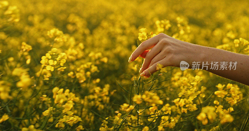 拍摄的是一个女人在田野里抚摸花朵