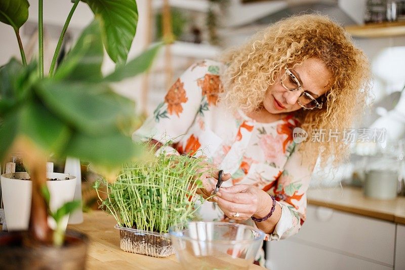 成熟的女人在家里种植微绿色植物