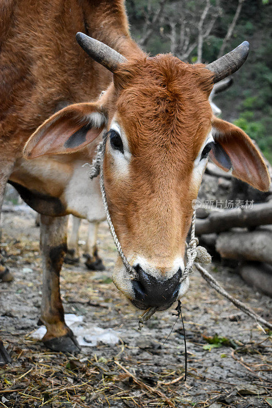 一个印度牛的特写镜头与犄角和白色的斑块在前额。