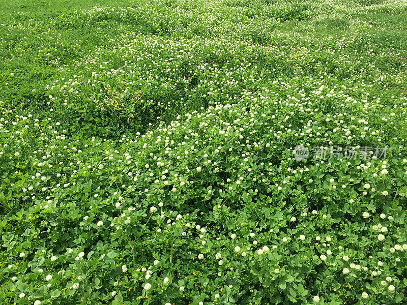 绿油油的田野开满鲜花