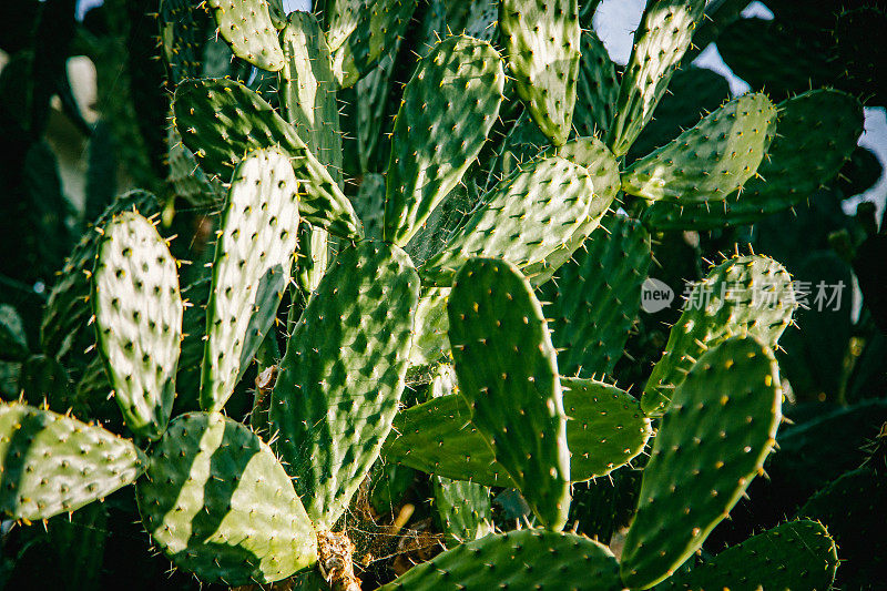 仙人掌属植物的沙漠植物(仙人掌属)在一个热带植物园