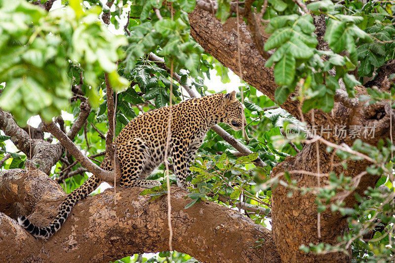 雌性非洲豹坐在树枝上
