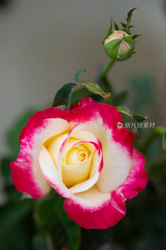 黄粉色的玫瑰在雨后绽放