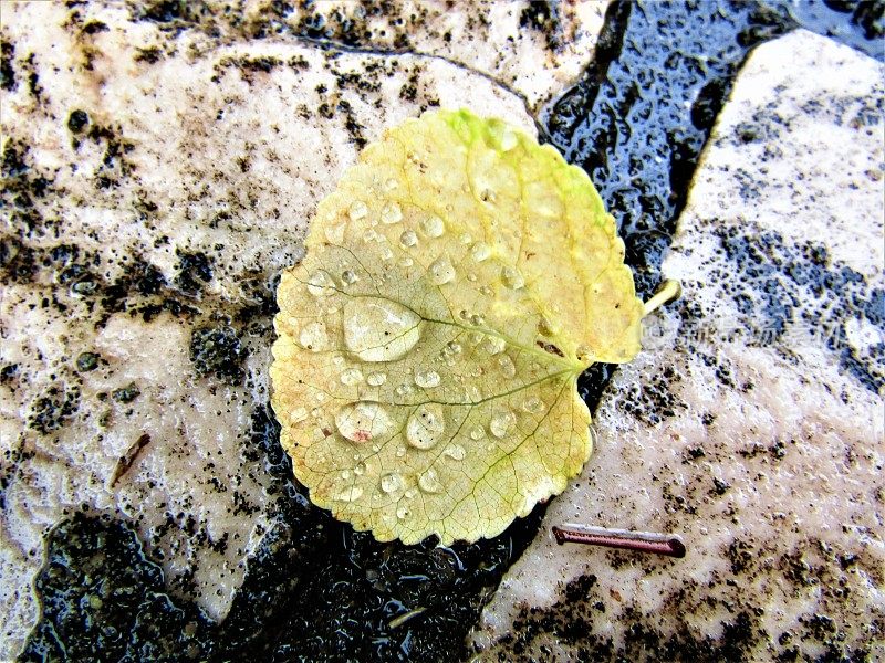 7月。雨天。树叶在路上。