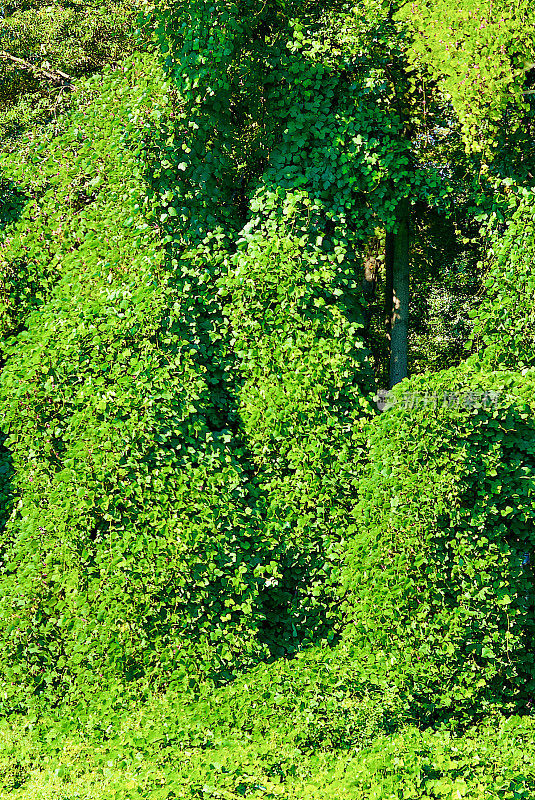 葛属(葛根)入侵藤本植物