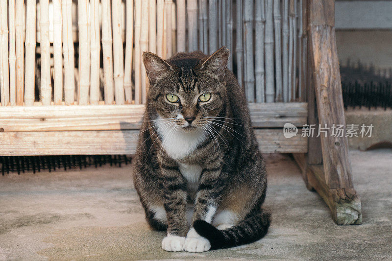 想象一只猫向前倾，盯着你看