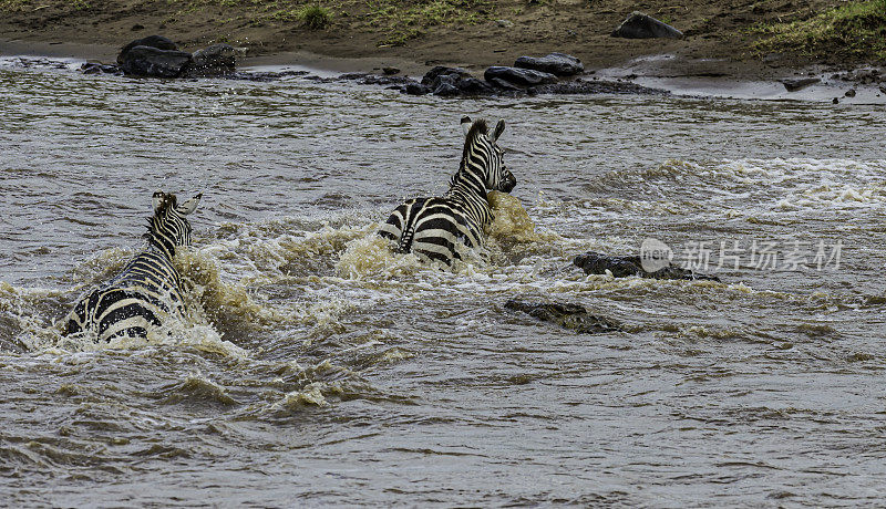 在肯尼亚马赛马拉国家保护区，尼罗河鳄鱼攻击穿过马拉河的平原斑马或格兰特斑马。尼罗鳄和平原斑马，斑马