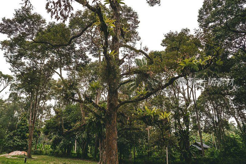 丛林雨林乔木有白杨，又称燕窝蕨，是一种附生植物。