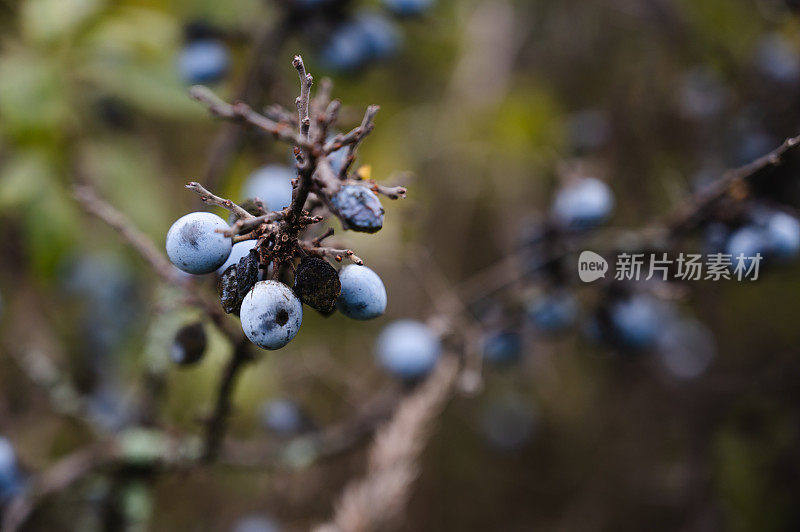 树枝上的黑刺李