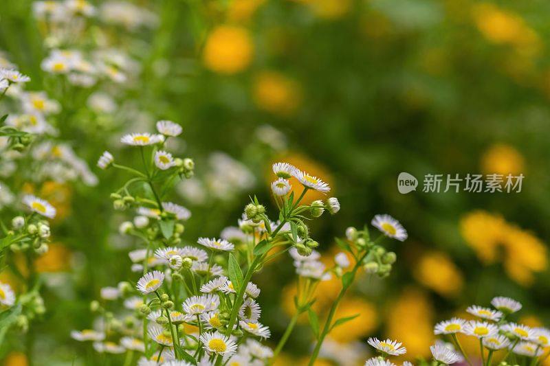 在一个阳光明媚的日子里，中国四川，青龙湖公园里盛开着精选的五颜六色的野花