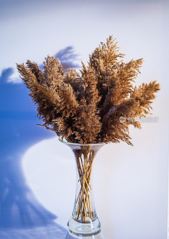 芦苇相当干燥，常见芦苇在秋天潘帕斯柔软的植物草室内在轻柔和的颜色波西米亚风格的兰花室内装饰白色墙壁阳光浅蓝色阴影装饰花束花卉花瓶沼泽