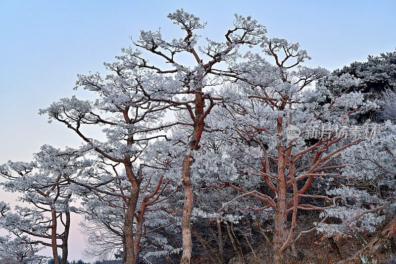 树上结了霜