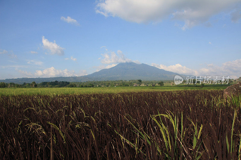 田野和日出