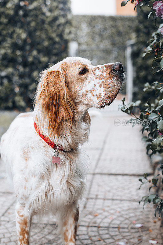 爵士，一只英国塞特猎犬，在他居住的房子的花园里