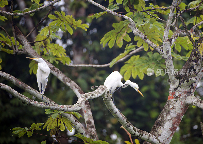哥斯达黎加，树顶的大白鹭