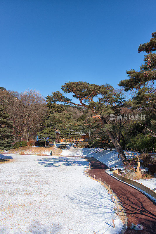 花园里的雪