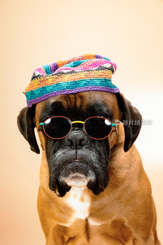 戴着帽子和太阳镜的狗的特写肖像。
