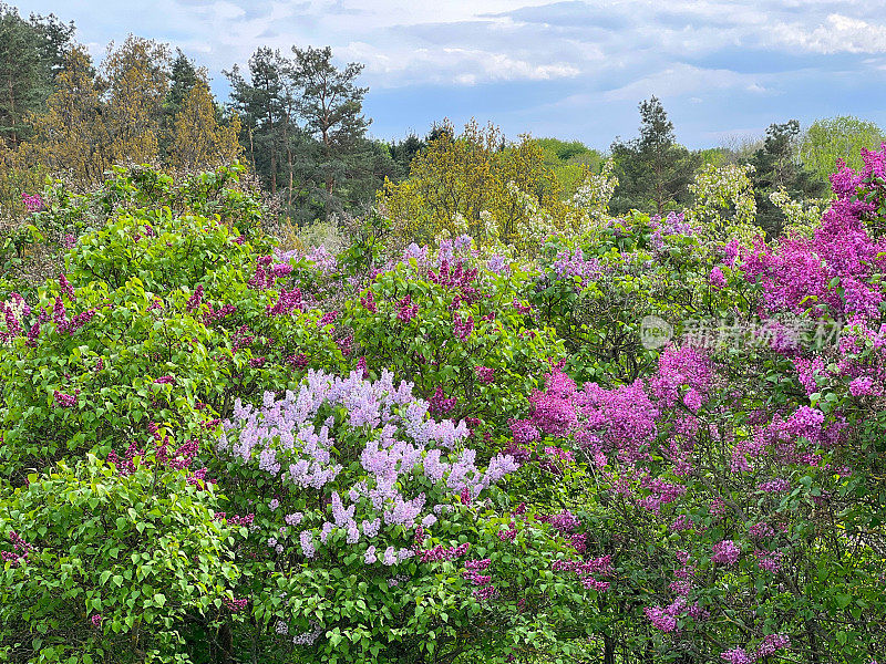 紫丁香花园的花朵绽放出粉红色、紫色、美丽的春天。