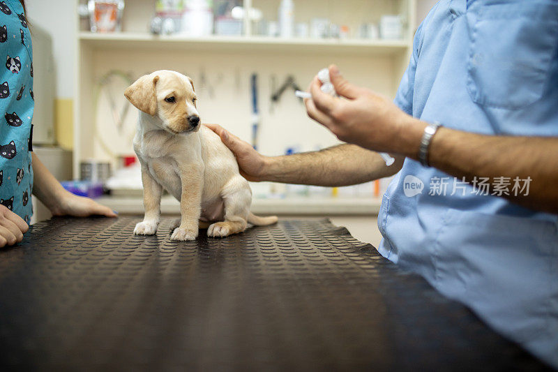 一只拉布拉多犬正在接受兽医的检查和注射疫苗