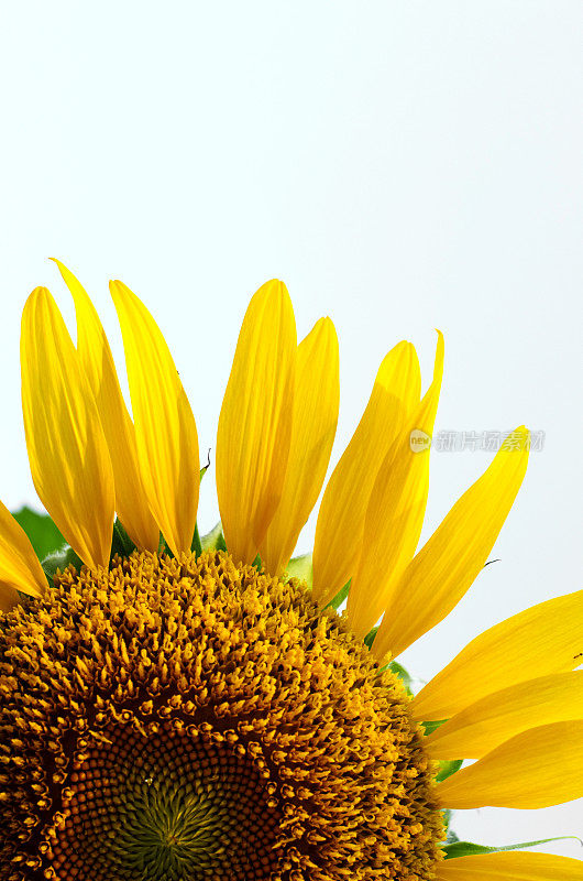单颗大黄向日葵