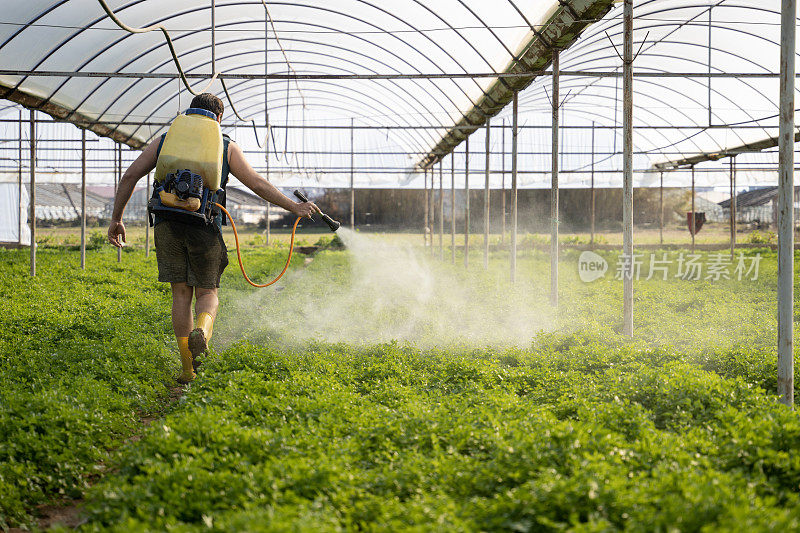 年轻的农民在花园里喷洒新鲜的生菜、卷心菜和欧芹来防虫