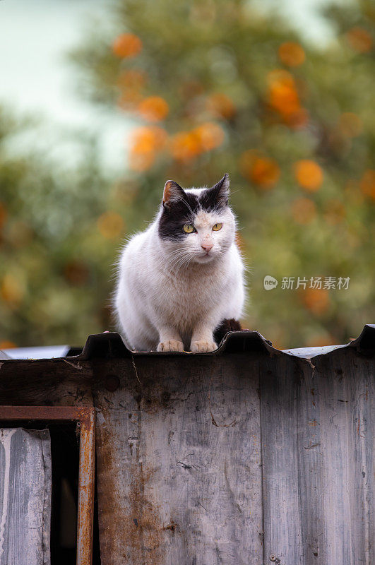 黑白相间的流浪猫在屋顶上。