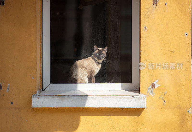 家里的暹罗猫正坐在窗户上。