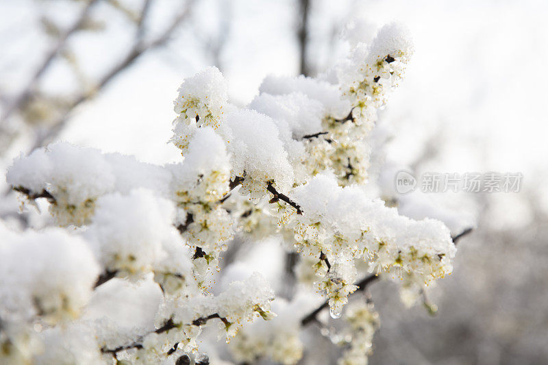 在一个阳光明媚的冬日，金合欢上的雪