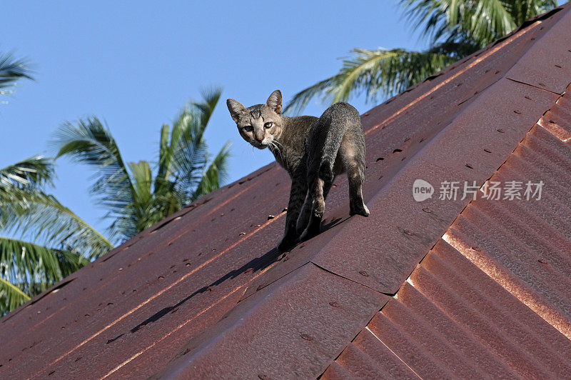 猫咪在屋顶上