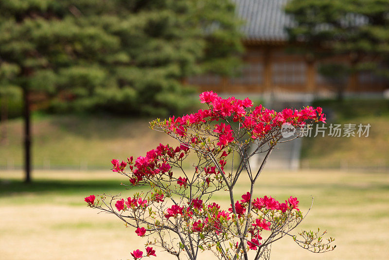 杜鹃花绽放和春天的阳光