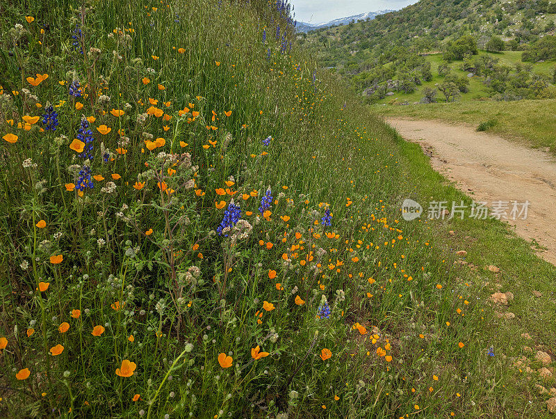 在通往矿王的道路上，进入盐溪、三河和加州卡威亚湖附近的凯斯山娱乐管理区