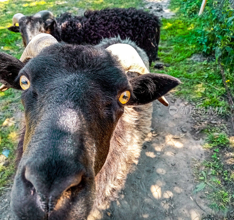 公羊的鼻子，眼睛，角，鼻子，耳朵的特写。农村的观点