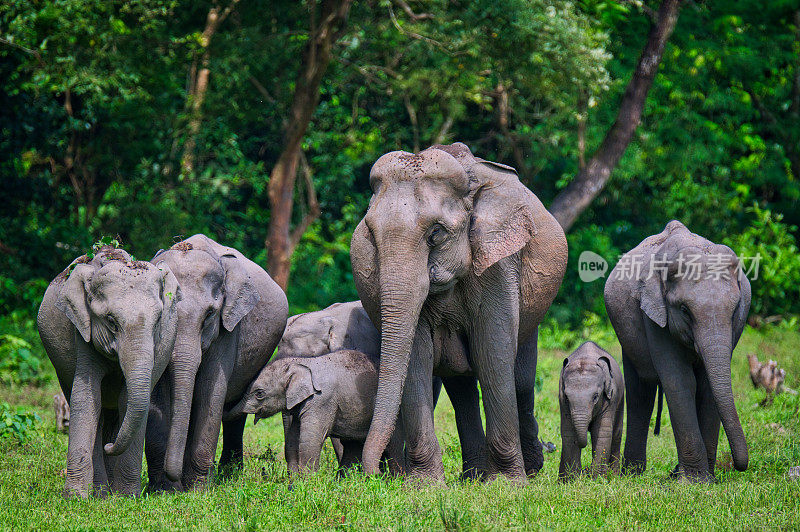 整个野生亚洲象家族