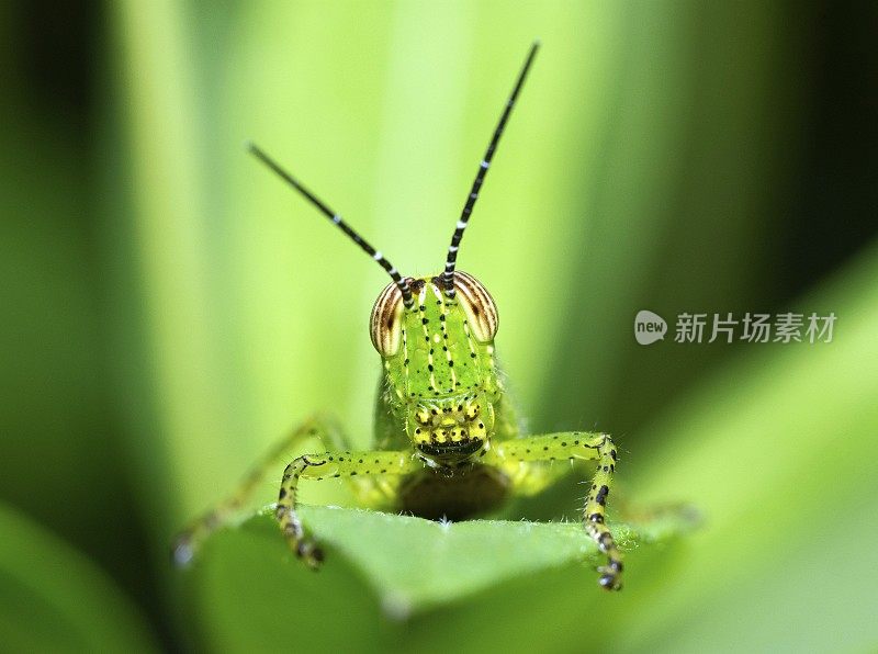 蚱蜢在绿叶上，看着镜头——动物的行为。