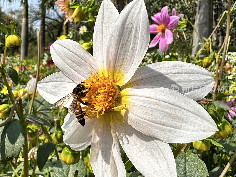 昆虫收集花粉的特写图像，花园花坛中的白色单花大丽花，以绿叶和茎为背景的花头，晴朗的蓝天，聚焦于前景