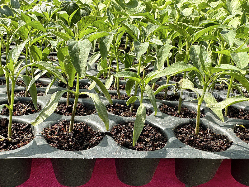 蔬菜幼苗在育苗盘中生长的特写图像，在带有植物细胞隔间的塑料发芽育苗盘中生长的个体辣椒塞植物，粉红色桌布，重点放在前景，农业概念