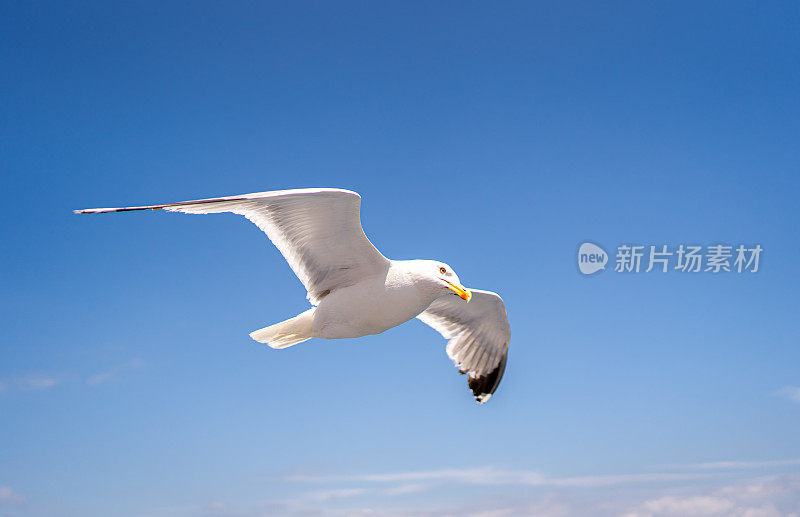 飞行中的海鸥