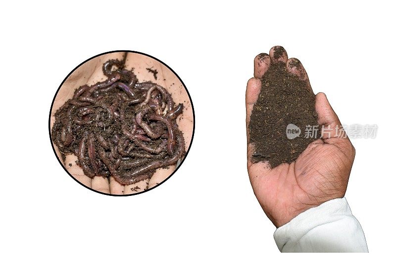 蚯蚓堆肥是蚯蚓产生的有机肥料或生物肥料。