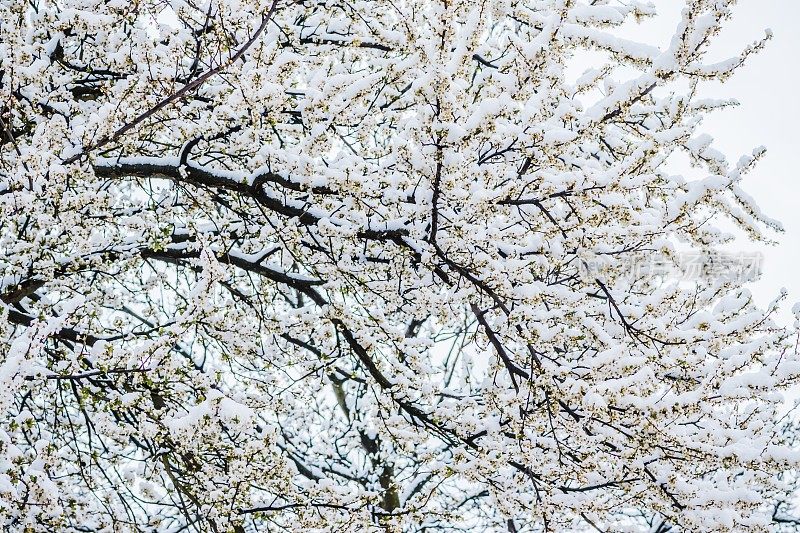 冬天的花，樱花白色的花朵下的雪与白色的背景。早春雪地里的白花。
