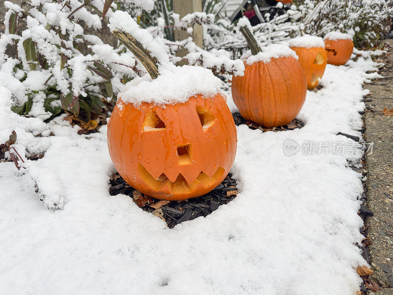 在一所房子的前院，南瓜被雪覆盖成一排