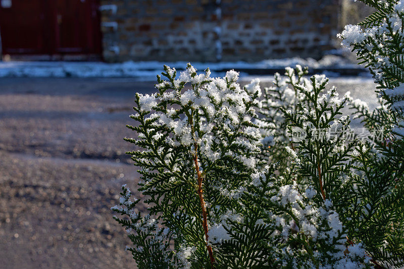 年轻的菩提树，洒着雪花。新鲜，干净，闪闪发光，刚刚落下的雪。
金钟柏occidentalis